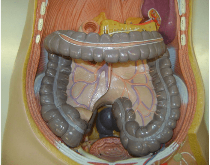 Anatomia do intestino grosso Quiz