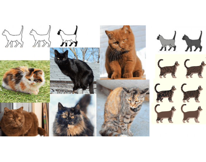 Google Basic Cat Basic Cat Variants Quiz