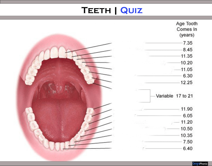 Tooth Questions Teeth | Quiz