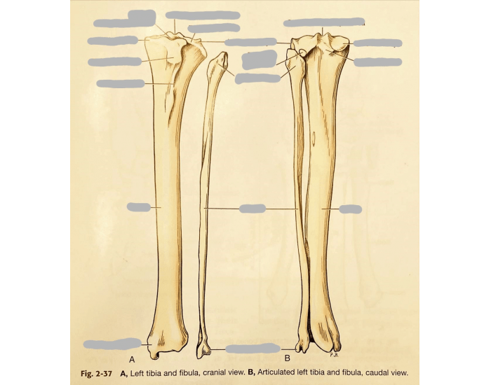 Fibia Dog Dog- Left Tibia and Fibula Cranial and Caudal View Quiz