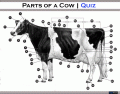 Parts of a Cow | Quiz