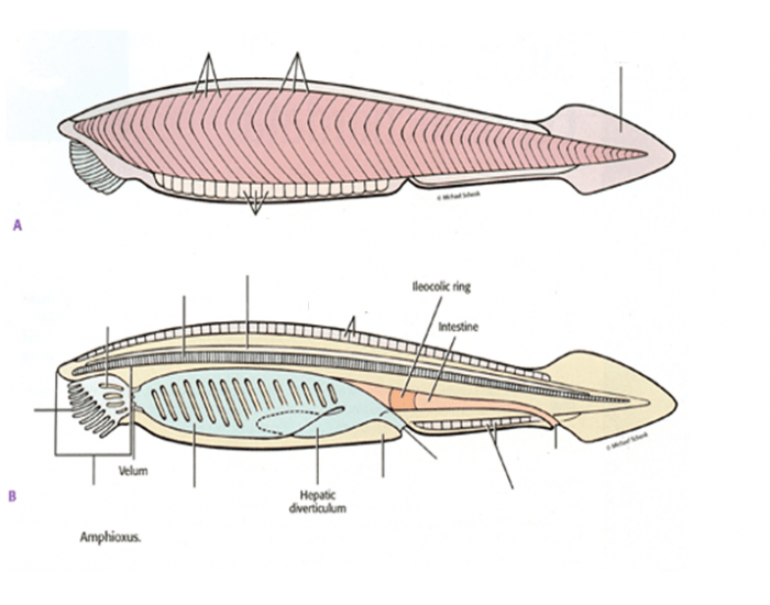 Cephalochordata2 Quiz