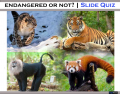 Endangered or Not ? | Slide Quiz