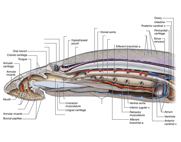 Adult Lamprey 1 Quiz