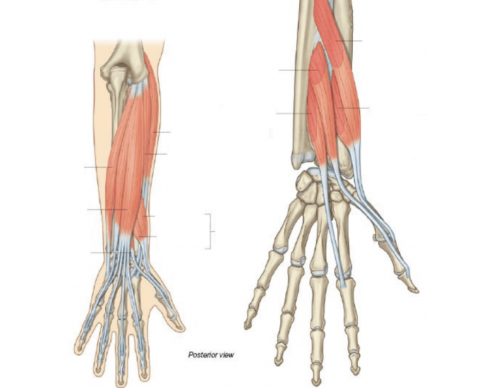 Extensor Muscles of Forearm Quiz