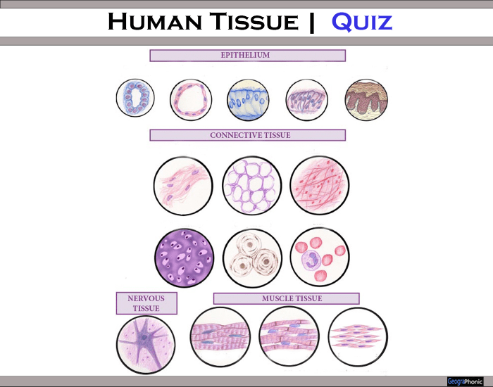 Tissues Quizzes