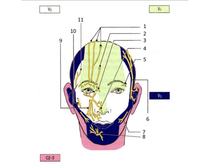 Sensory Nerves Of The Face Quiz