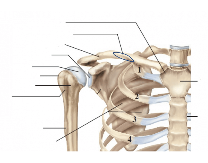 Shoulder Bony Anatomy Printable Worksheet