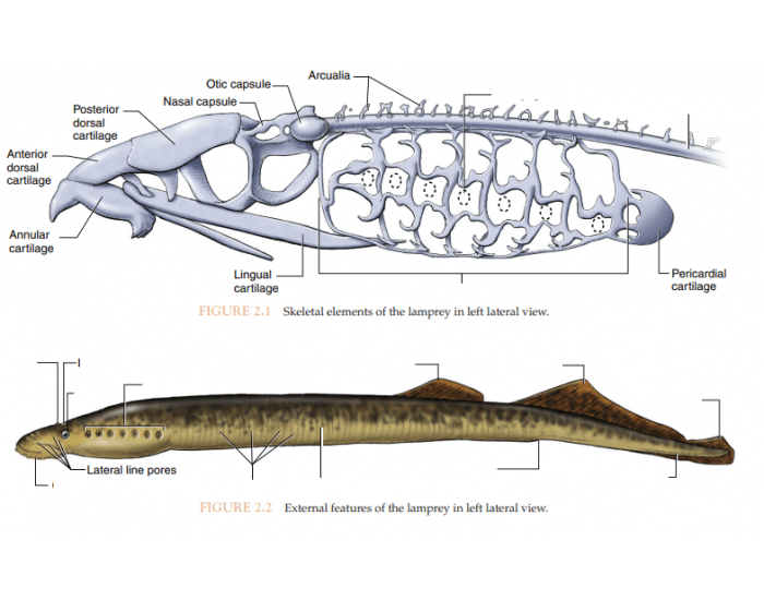 Adult Lamprey 2 Quiz adult-lamprey-2-quiz