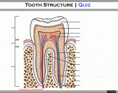 Tooth Structure | Quiz
