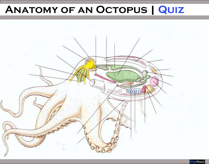 Anatomy of an Octopus