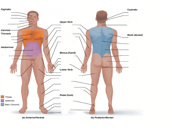 Mult Body Area Regional Terms used to designate body areas — Printable Worksheet