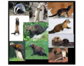 The Weasel Family (Mustelidae, for scientific types)