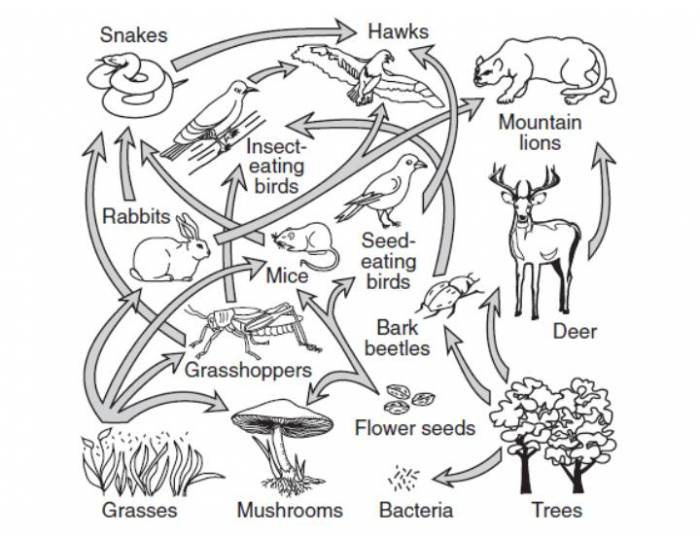 Food Web Quiz