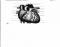 Anatomy of the Heart (Ch. 12)