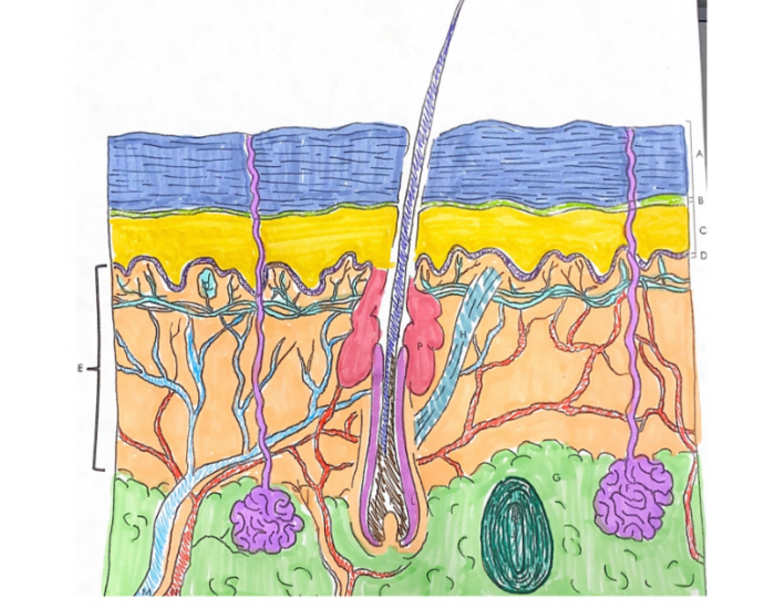 Integumentary System Matching Game Printable Worksheet