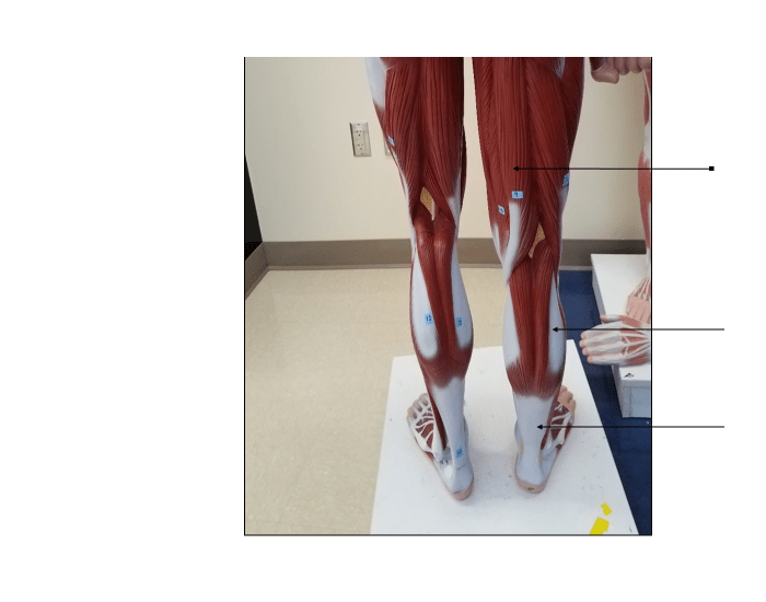 Lower leg Quiz