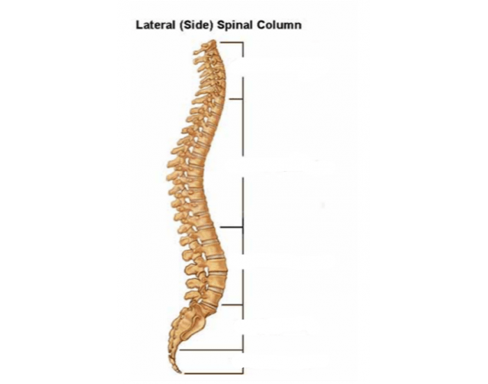 Lateral Column Lateral Spinal Column — Printable Worksheet