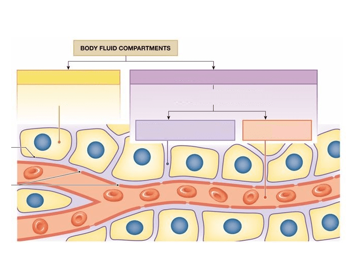 Different Body Compartment Body Fluid Compartments Quiz