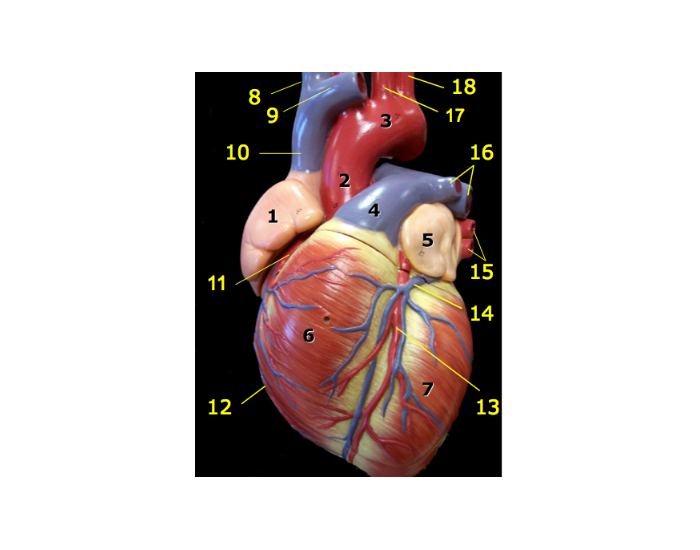 Anterior Heart Model Quiz