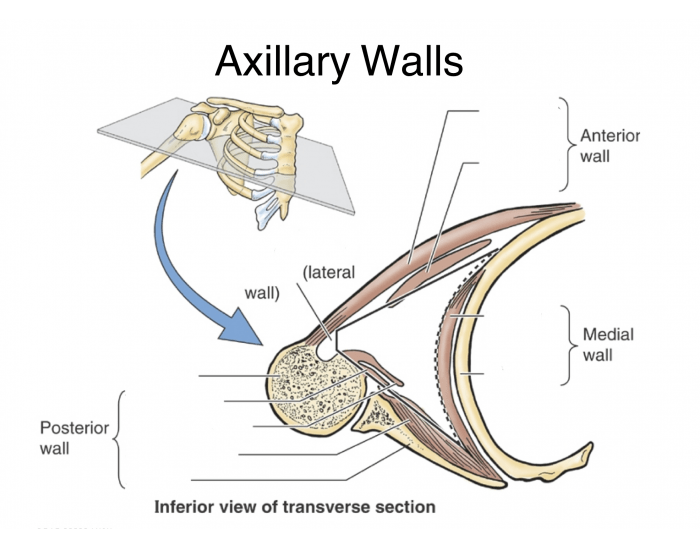 Axillary Wall Axillary walls Quiz