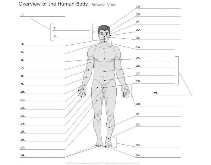 Body Regions Anatomy Quiz Quizz Anatomie Corps Humain WYCK