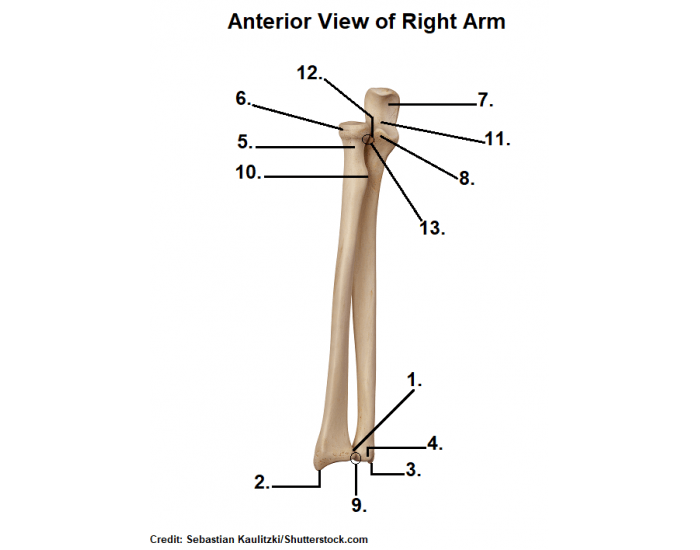 Ulna and Radius Labeling Quiz