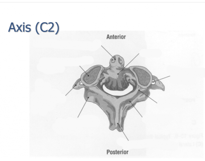 Axis (C2) Quiz