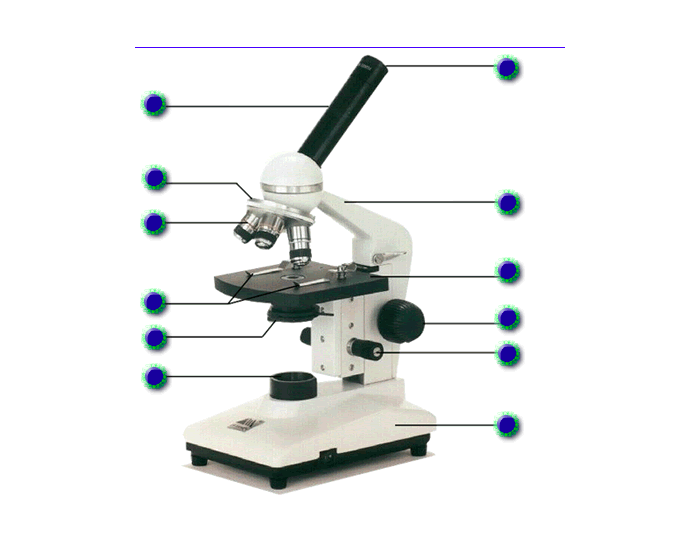 Microscope science quiz