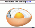 Anatomie van een ei