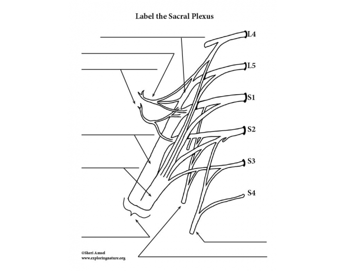 Sacral Plexus Quiz Biology Diagrams