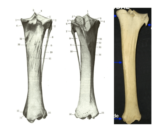 Tíbia e Fíbula - bovino e equino Quiz