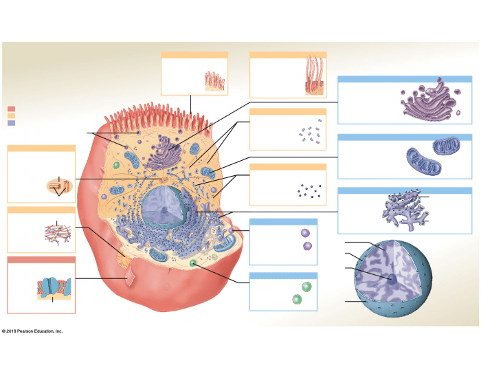 Organelles Quiz