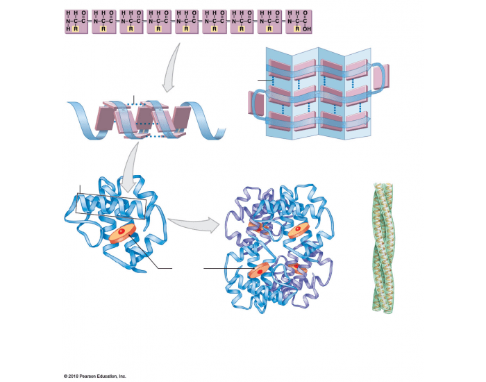 Protein Structure Questions protein structure Quiz