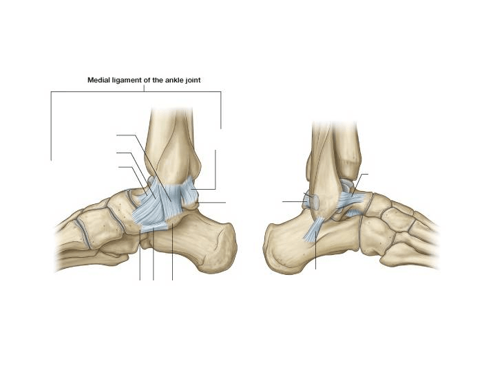 Ligaments of the Ankle (medial and lateral) — Printable Worksheet