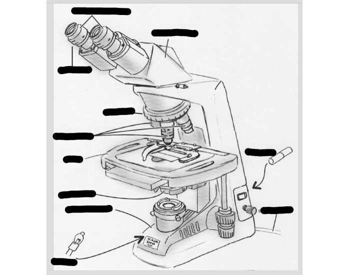 Parts of the Microscope Quiz