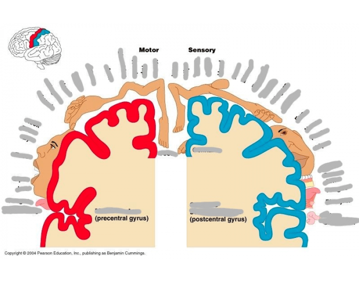 Homunculus Ra Sensory and Motor Homunculus Quiz