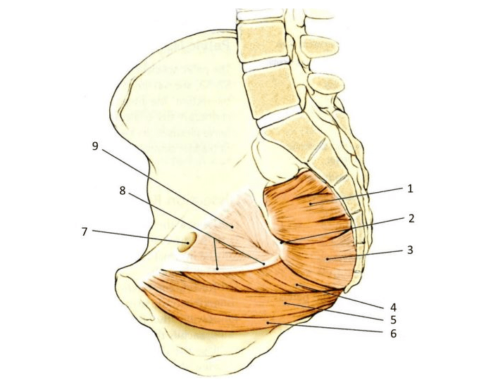 pelvic floor muscles Quiz Biology Diagrams