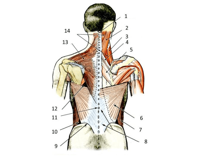 Reflect Back Images how to reflect back muscles Quiz
