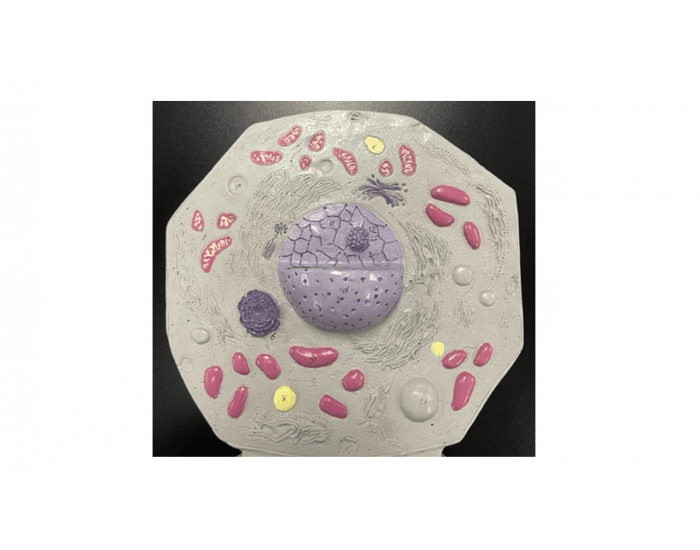 Cell Model 2 cell model 2 — Printable Worksheet