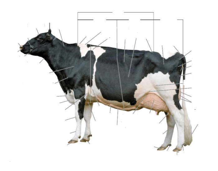 Dairy Cattle External Anatomy Quiz