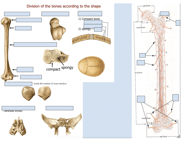 Clavicle General Anatomy Printable Worksheet