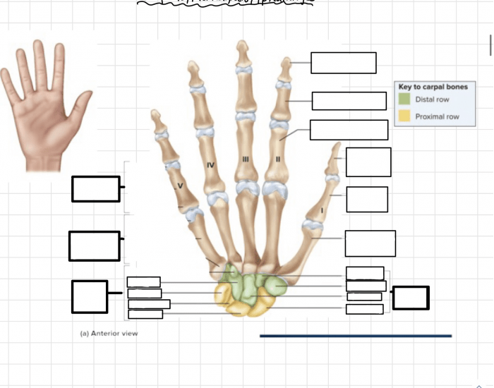Hand and fingers Quiz