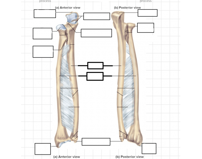 Radius And Ulna Quiz at Bethany Hammer blog