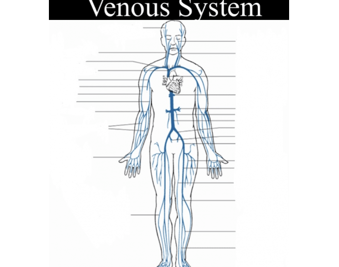 Venos System Venous System Veins Quiz