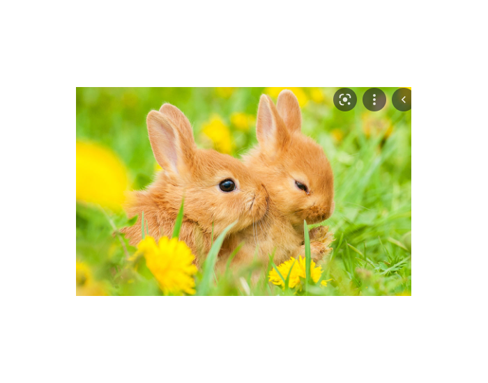 Cute Test Cute bunny Quiz