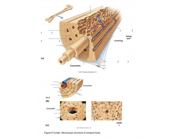 Compact Bone Quiz