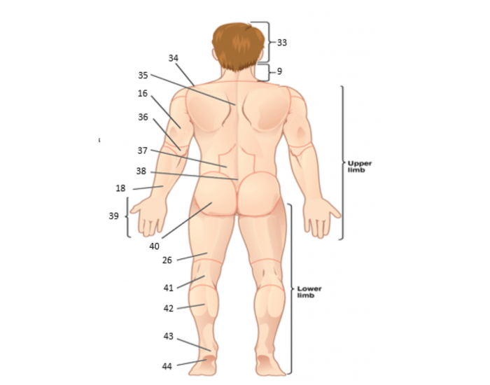 Back Regions R Human Body Regions: Back Quiz