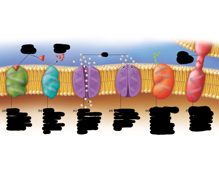 functions of membrane proteins