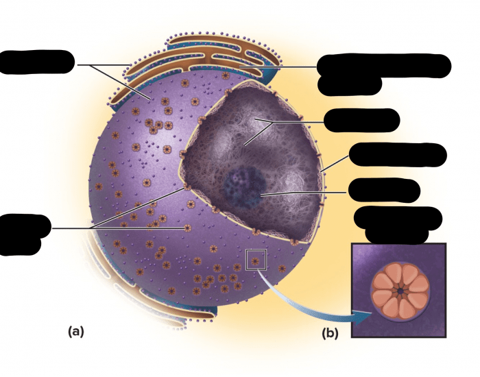 Nucleus Text structure of a nucleus — Printable Worksheet
